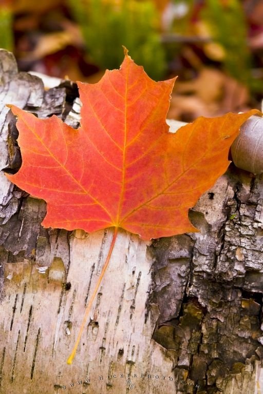 Red Maple Leaf Canadian Symbol Photo Information