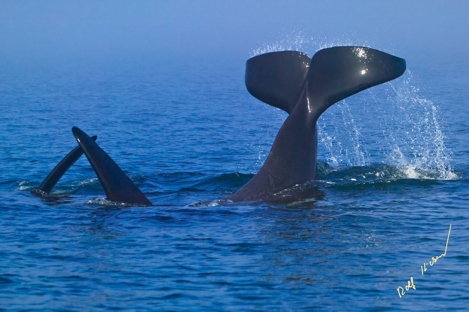 Orca Killer Whales Rolf Hicker Photography