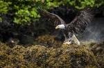Bald eagle is eating its prey after it drowned a seagull in the Brought Archipelago.