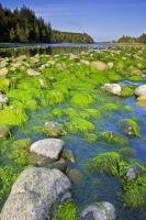 Algae covered rocks litter the shoreline of the Nimpkish River on Northern Vancouver Island, British Columbia, Canada.