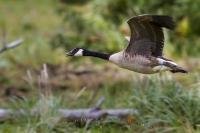 An action shot of a Canada Goose flying low along the water edge in Knight Inlet, British Columbia, Canada.