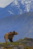 Striking a mighty image, a grizzly bear pauses on a ridge to survey its surroundings.