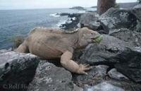 Picture of a Land Iguana on Santa Fee Island, part of the Galapagos Islands.