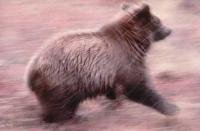 Stock Photo of a Grizzly Bear running in autumn in Denali National Park