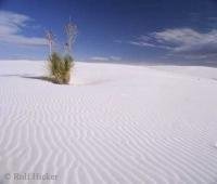 Yucca tree in the sand hills of White Sands National Monument in New Mexico, USA