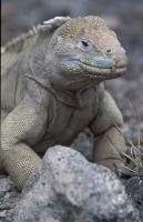 The Land Iguana is one of the animals found in the Galapagos Island, living in desert like conditions of Santa Fe Island.