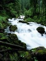 A river cuts through the forest near golling in Tennengau in Austria, Europe