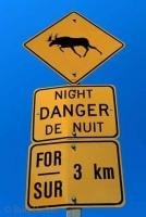 A funny highway sign warning of moose crossing at night.