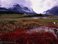 A wonderful all season vacation destination in the Jasper National Park is the Icefield Parkway in Alberta, Canada.