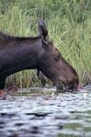 A moose feeding in the Algonquin Provincial Park of Ontario, Canada. The scientific name for a moose is Alces alces.