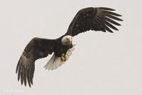 Stock photo of an American Bald Eagle