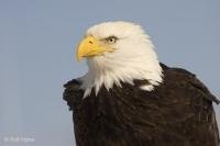 Stock photos of American Eagles