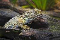 At the Auckland Zoo in New Zealand you can find a Tuatara which is an ancient reptile in danger of becoming extinct.