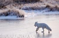The Arctic Fox is an animal that loves the chilly winters around Churchill, Manitoba as he walks across the icy tundra while we snap his picture.