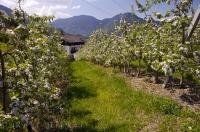 An Apricot orchard has trees in full blossom on a lovely Spring day in the South Tyrol in Northern Italy in Europe.