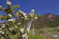 A flowering branch of an Apricot tree flourishing in an orchard, backdropped by the valley and hills of the South Tyrol of Italy.