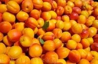 A crate full of freshly picked, ripe apricots is a mouth watering sight.