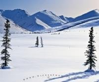 Dwarfed by the winter landscape of the Alaskan arctic, a dog sled team plies the snow bound land at the foot of the Brooks Range near the community of Wiseman, Alaska.