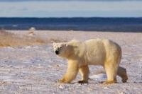 An Arctic Polar Bear walks on the icy fringes of Hudson Bay and glances over to where the camera is located. This is an animal that is endangered and is rapidly losing its habitat in areas like Hudson Bay in Churchill, Manitoba, northern Canada.