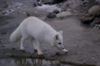 An Arctic Fox, proper name Alopex lagopus, forages for food on the tundra landscape of the Churchill Wildlife Management Area in Hudson Bay, Churchill, Manitoba. These can also be called the White Fox or the Snow Fox.
