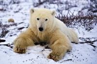 The magnificent polar bear is one species of wildlife which is right at home in the arctic environment of northern Manitoba, Canada where it spends the summer months conserving its energy on the shores of Hudson Bay.