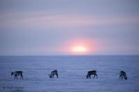 The Arctic National Wildlife Refuge in Alaska is home of Rangifer Tarandus or Arctic Caribous