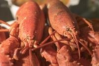 A valuable seafood export in Canada are Atlantic Lobsters from Eastern Canada's Atlantic Provinces.