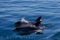 Two Atlantic White Sided Dolphins swim playfully alongside a tour boat during a sunny day in the Bay of Fundy, Nova Scotia. These dolphins are found in cool waters in the North Atlantic Ocean.