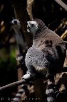 An animal at the Auckland Zoo in New Zealand, is the Ring-tailed Lemur who sits quietly in the tree scoping out his visitors.