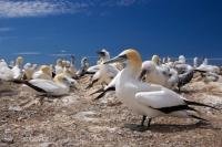 Adult and their young are part of the colony of the Australasian Gannets in Hawkes Bay on the North Island of New Zealand.
