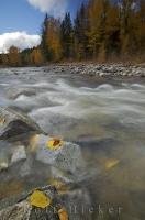 A pristine river on Vancouver Island, British Columbia, Canada is fringed by the golden colours of autumn.
