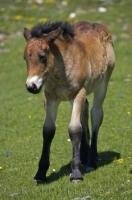 This adorable baby horse wanders through the fields at Port de la Bonaigua in the Pyrenees in Catalonia, Spain.