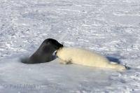 Baby harp seals are really cute animals, this pup is being nuzzled by its mother on the ice floes on the Gulf of St Lawrence in Canada.
