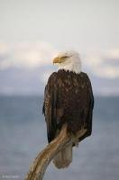 Bald Eagle Picture in Homer Alaska, Haliaeetus leucocephalus