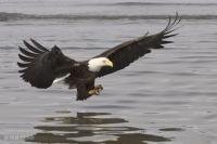 Photo of an bald eagle fishing