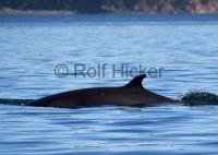 A Minke Whale (Baleen Whale) in Blackfish Sound of Vancouver Island, British Columbia.