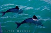 Two Hector's Dolphins cruise the waters of the Akaroa Harbour of the Banks Peninsula in Canterbury on the East Coast of the South Island of New Zealand. These dolphins are the most well-known in the Cephalorhynchus genus.