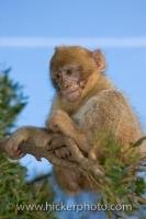 A young monkey known as a Barbary Macaque, sits quietly in a tree on The Rock of Gibraltar in Britain, Europe checking out the people and the scenery.