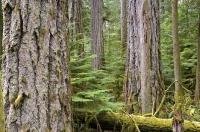 The old growth throughout the forest in Cathedral Grove on Vancouver Island, BC is where thousands of visitors go on a yearly basis to explore.
