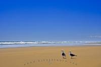 Two seagulls wander the compacted sandy shores of Ripiro Beach at Glinks Gully on the North Island of New Zealand while a motorcyclist rides near the surf of the Tasman Sea.