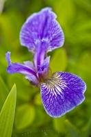 This picture taken at the Burnt Cape Ecological Reserve in Newfoundland, Canada displays the unique designs that adorn the flower petals on the Beachhead Iris.