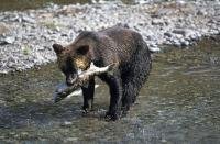 A brown bear fishing in Fish Creek near Hyder in Alaska, USA.