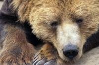Although this cute grizzly bear isn't really sleeping he is resting and on full alert.