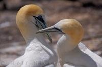 A picture of a pair of beautiful adult Australasian Gannets as they reunite at the Cape Kidnappers bird colony in the Hawke's Bay of New Zealand. Tapping bills is part of their ritualistic greeting.