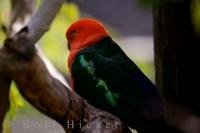 The Australian King Parrot is a beautiful colored bird that resides in the Australian tropical rainforest and scrublands while breeding but will flock to parks, orchards and farms in other seasons.