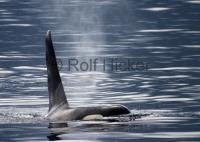 A beautiful photo of a male killer whale in the blue waters of Johnstone Strait in British Columbia, Canada.