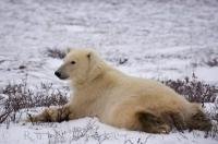 A Polar Bear looks as though he has just done a bellyflop as he relaxes on the icy tundra of the Churchill Wildlife Management Area in Manitoba, Canada.