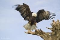 Stock photo of a Big Bird, North America Bald Eagle