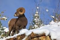 This Bighorn Ram looks ever alert as it stands on a rocky ledge in Waterton Lakes National Park in Alberta, Canada. This national park is a UNESCO World Heritage Site and Biosphere Reserve, so this Bighorn Ram lives in a protected area.