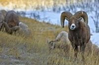 Two Bighorn Sheep graze on the grass with their herd along the Yellowhead Highway in Jasper National Park, Alberta. This National Park is part of the Canadian Rocky Mountain Parks UNESCO World Heritage Site.